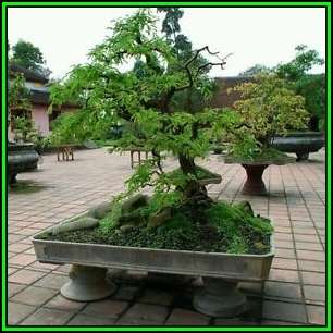 Sophora japonica - Japanese Pagoda Tree Bonsai - 10 Seeds + FREE Gifts Seeds + Bonsai eBook, NEW