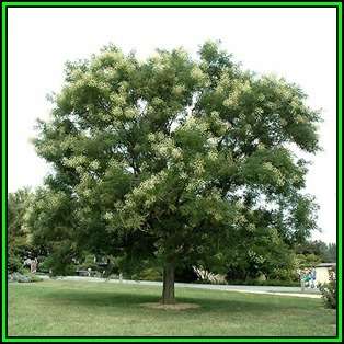Sophora japonica - 10 Seeds - Japanese Pagoda Tree or Shrub, NEW