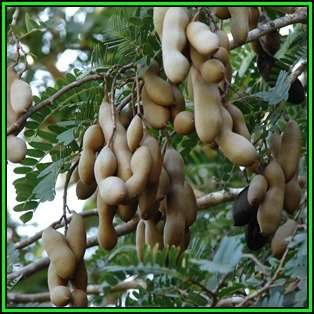 Sweet Tamarind, Indian Date Tree - Tamarindus indica - 5 Seeds - NEW