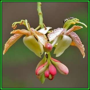 Sweet Tamarind, Indian Date Tree - Tamarindus indica - 5 Seeds - NEW