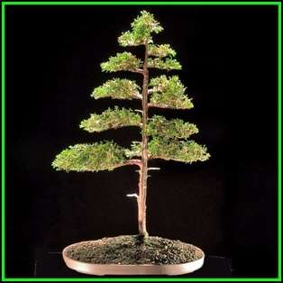 Thuja orientalis aka Platycladus orientalis Bonsai - 10 Seeds + FREE Gifts Seeds + Bonsai eBook, NEW