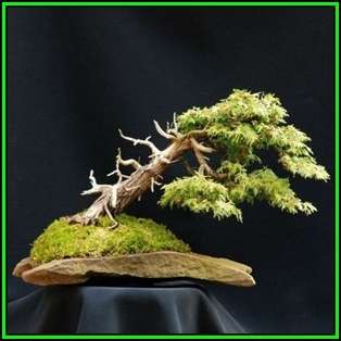 Thuja orientalis aka Platycladus orientalis Bonsai - 10 Seeds + FREE Gifts Seeds + Bonsai eBook, NEW
