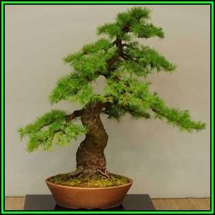 Thuja orientalis aka Platycladus orientalis Bonsai - 10 Seeds + FREE Gifts Seeds + Bonsai eBook, NEW