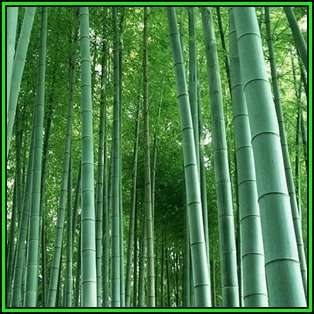 Phyllostachys edulis - 10 Seeds - Moso Bamboo or Tortoise-shell Bamboo - NEW