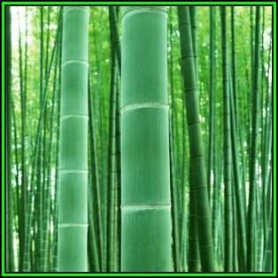 Phyllostachys edulis - 10 Seeds - Moso Bamboo or Tortoise-shell Bamboo - NEW