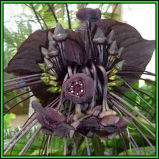 Black Bat Flower Plant Seeds ~ 5 Tacca chantrieri Seeds - Exotic Perennial Bulb Seeds - New