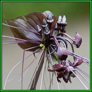 Black Bat Flower Plant Seeds ~ 5 Tacca chantrieri Seeds - Exotic Perennial Bulb Seeds - New