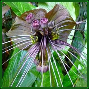 Black Bat Flower Plant Seeds ~ 5 Tacca chantrieri Seeds - Exotic Perennial Bulb Seeds - New