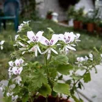 Pelargonium ribifolium - Geranium Seeds - Indigenous Perennial Endemic Shrub - Global Shipping