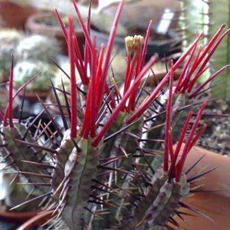 Euphorbia pentagona - 10 Seed Pack - Indigenous Endemic Succulent - NEW