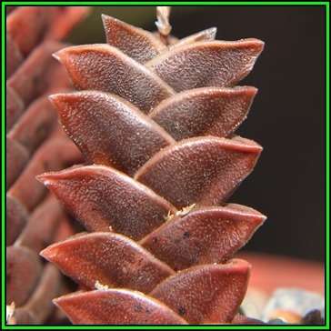 Haworthia viscosa - 10 Seed Pack - Indigenous Endemic Succulent - Flat Ship Rate - NEW