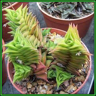 Haworthia viscosa - 10 Seed Pack - Indigenous Endemic Succulent - Flat Ship Rate - NEW