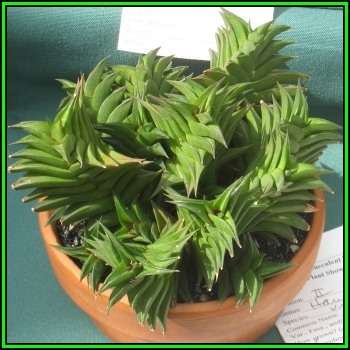 Haworthia viscosa - 10 Seed Pack - Indigenous Endemic Succulent - Flat Ship Rate - NEW