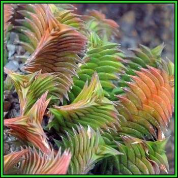 Haworthia viscosa - 10 Seed Pack - Indigenous Endemic Succulent - Flat Ship Rate - NEW