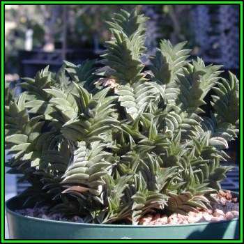 Haworthia viscosa - 10 Seed Pack - Indigenous Endemic Succulent - Flat Ship Rate - NEW