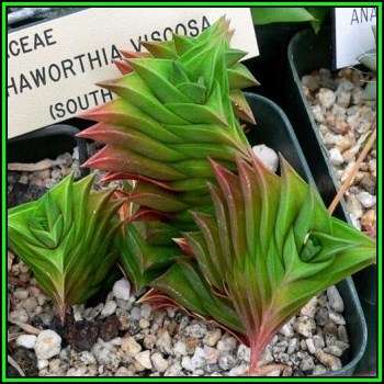 Haworthia viscosa - 10 Seed Pack - Indigenous Endemic Succulent - Flat Ship Rate - NEW