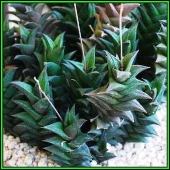 Haworthia viscosa - 10 Seed Pack - Indigenous Endemic Succulent - Flat Ship Rate - NEW