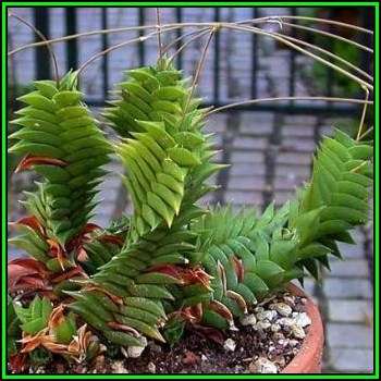 Haworthia viscosa - 10 Seed Pack - Indigenous Endemic Succulent - Flat Ship Rate - NEW