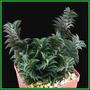 Haworthia viscosa - 10 Seed Pack - Indigenous Endemic Succulent - Flat Ship Rate - NEW