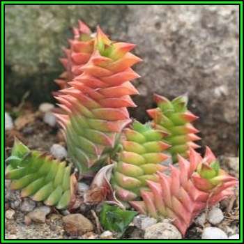 Haworthia viscosa - 10 Seed Pack - Indigenous Endemic Succulent - Flat Ship Rate - NEW