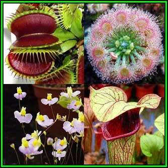 Carnivorous Variety Pack - Venus Fly Traps, Sundews, Pitcher Plants & Bladderwort Seeds - New