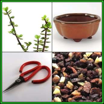 GrowYourOwn Bonsai Starter Plant Kit for Spekboom - Everything you need to get started!