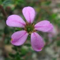 5 Acmadenia obtusata Seeds - Dune Buchu South African Indigenous Fynbos Shrub Seeds - Worldwide Ship