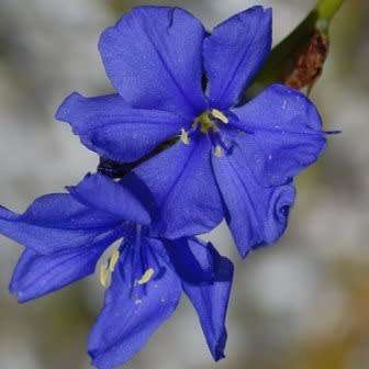 5 Aristea juncifolia Seeds - Endemic South African Indigenous Evergreen Perennial Bulb - Global Del