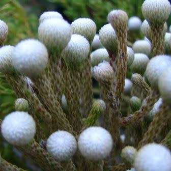 10 Brunia laevis, Volstruisies Shrub Seeds - South African Endemic Fynbos Indigenous