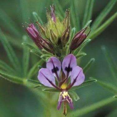 3 Cleome hirta Seeds - Indigenous Annual - Flat Ship Rate - International Shipping - Massive Range