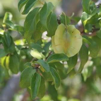 Combretum engleri Seeds - Sandbushwillow tree - Indigenous South African Tree Seeds