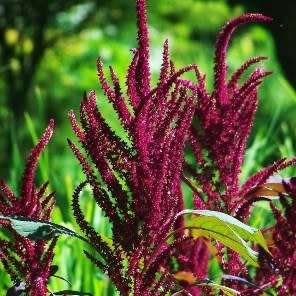 Amaranthus hypochondriacus Pygmy Torch Seeds - Exotic Annual