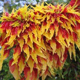 Amaranthus tricolor Perfecta Seeds - Exotic Annual