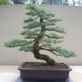 Abies concolor - White Fir Bonsai Seeds + FREE Gifts Seeds + Bonsai eBook, NEW