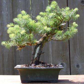 Abies concolor - White Fir Bonsai Seeds + FREE Gifts Seeds + Bonsai eBook, NEW