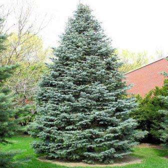 Abies concolor - 10 Seeds from South Africa - White Fir Tree or Shrub - Huge Range Combined Delivery