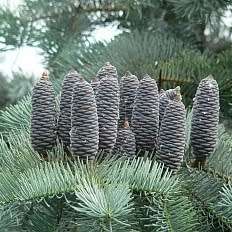 Abies concolor - 10 Seeds from South Africa - White Fir Tree or Shrub - Huge Range Combined Delivery
