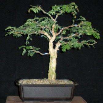 Senegalia burkei / Acacia burkei Bonsai Seeds + FREE Bonsai eBook - Combined Worldwide Shipping