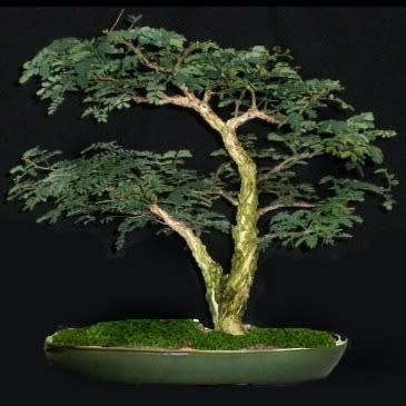 Senegalia burkei / Acacia burkei Bonsai Seeds + FREE Bonsai eBook - Combined Worldwide Shipping