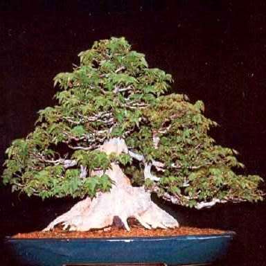 Acer buergerianum - Trident Maple Bonsai Seeds + FREE Gifts Seeds + Bonsai eBook, NEW