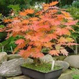 Acer pseudosieboldianum Bonsai - 5 Seeds - Korean Maple + FREE Gifts Seeds + Bonsai eBook, NEW