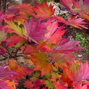 Acer pseudosieboldianum Bonsai - 5 Seeds - Korean Maple + FREE Gifts Seeds + Bonsai eBook, NEW
