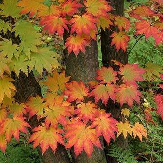 Acer pseudosieboldianum Bonsai - 5 Seeds - Korean Maple + FREE Gifts Seeds + Bonsai eBook, NEW