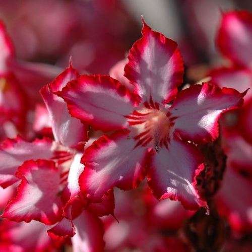 Adenium multiflorum Seeds - Indigenous Succulent Bonsai Shrub Tree - Combined Global Shipping - NEW