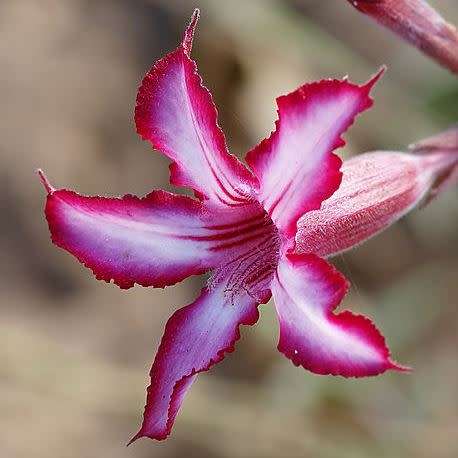 Adenium multiflorum Seeds - Indigenous Succulent Bonsai Shrub Tree - Combined Global Shipping - NEW
