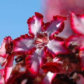 Adenium multiflorum Seeds - Indigenous Succulent Bonsai Shrub Tree - Combined Global Shipping - NEW