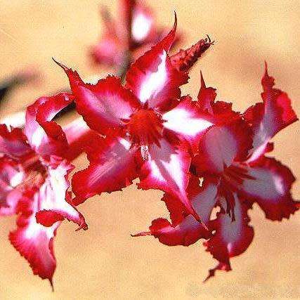 Adenium multiflorum Seeds - Indigenous Succulent Bonsai Shrub Tree - Combined Global Shipping - NEW