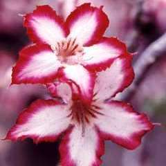 Adenium multiflorum Seeds - Indigenous Succulent Bonsai Shrub Tree - Combined Global Shipping - NEW