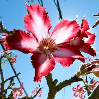 Adenium multiflorum Seeds - Indigenous Succulent Bonsai Shrub Tree - Combined Global Shipping - NEW