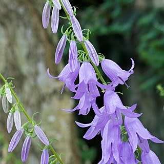 Adenophora liliifolia - Lilyleaf Ladybells - 10 Seed Pack - Exotic Perennial -Global Shipping- New